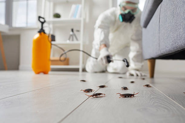 Commercial Rodent Management in La Homa